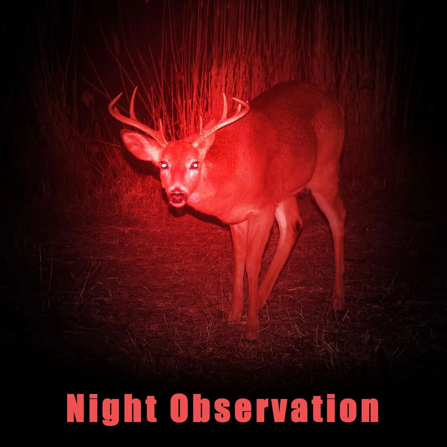 Honoson 4 Pieces Red Light Flashlight LED Single Mode Torch 1 Mode Scalable Red Lens Filter Flashlight for Night Astronomy Aviation Observation Beach Turtle Safe